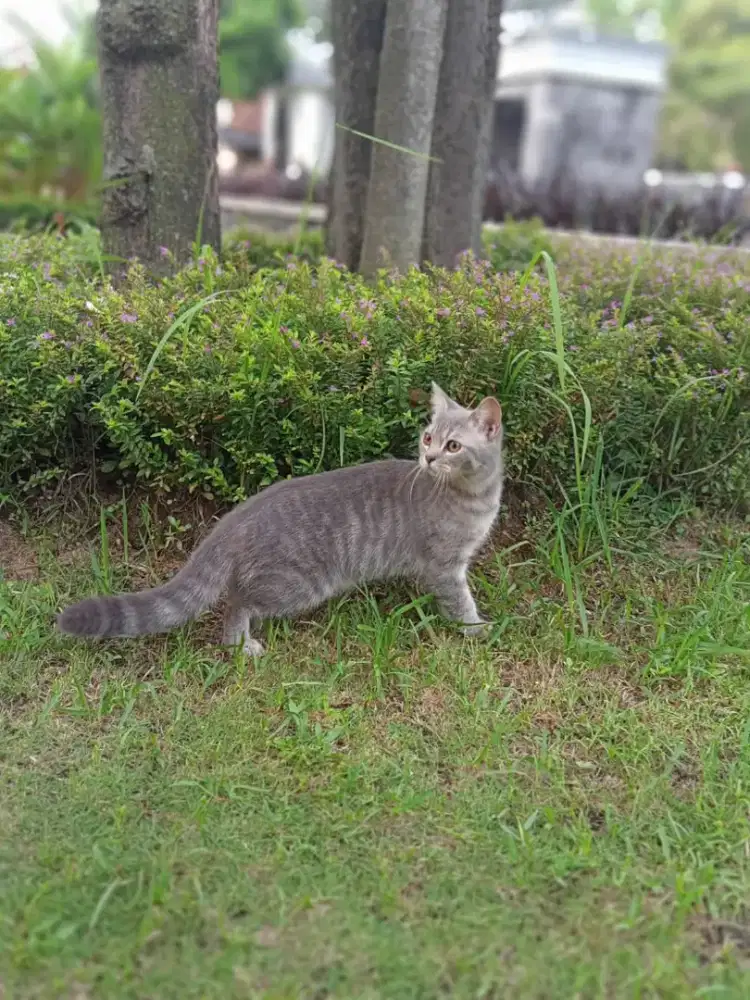 BSH SILVER TABBY JANTAN 6 BULAN