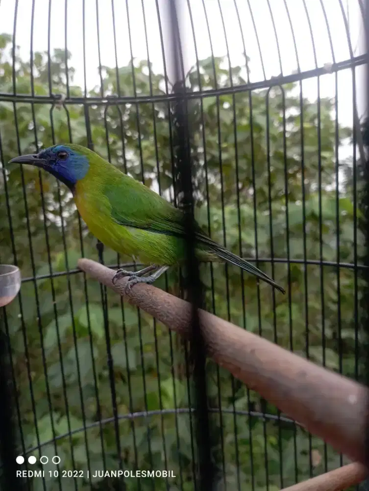 Cucak kinoy jantan/kinoy gacor