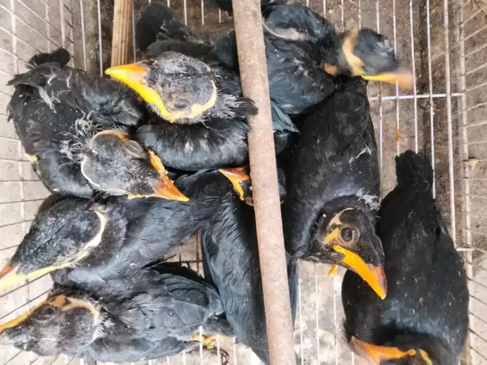 Lolohan BurungbeobodyBig