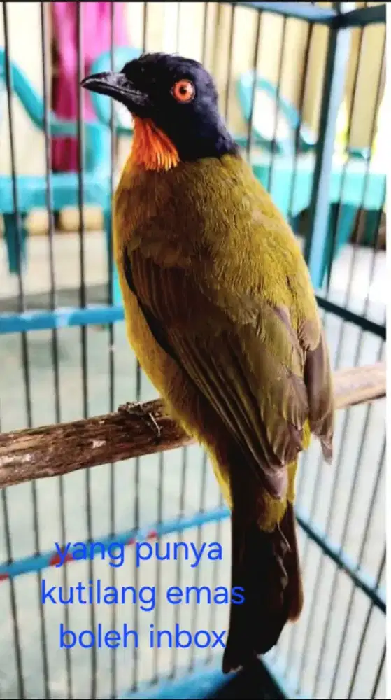 Di cari burung kutilang emas