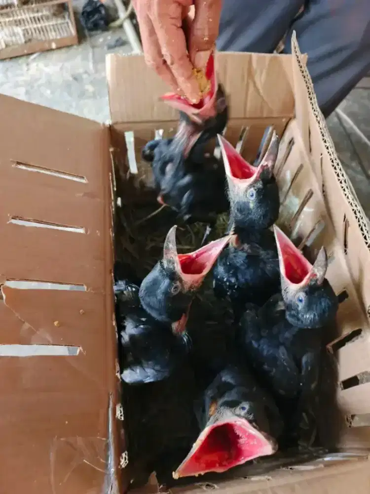 Lolohan burungagakgaoksuperBig