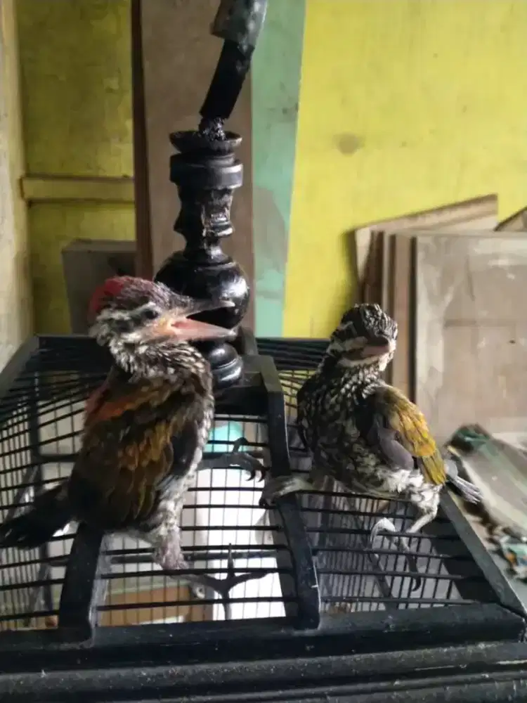 Lolohan burungpelatuk sepasang