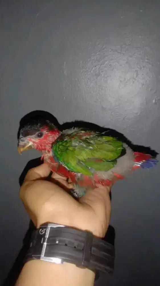 Lolohan paltem respon bagus