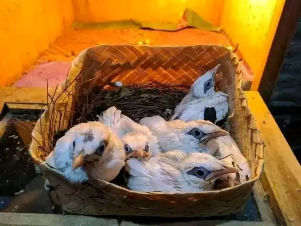 Lolohan JB bersertifikat