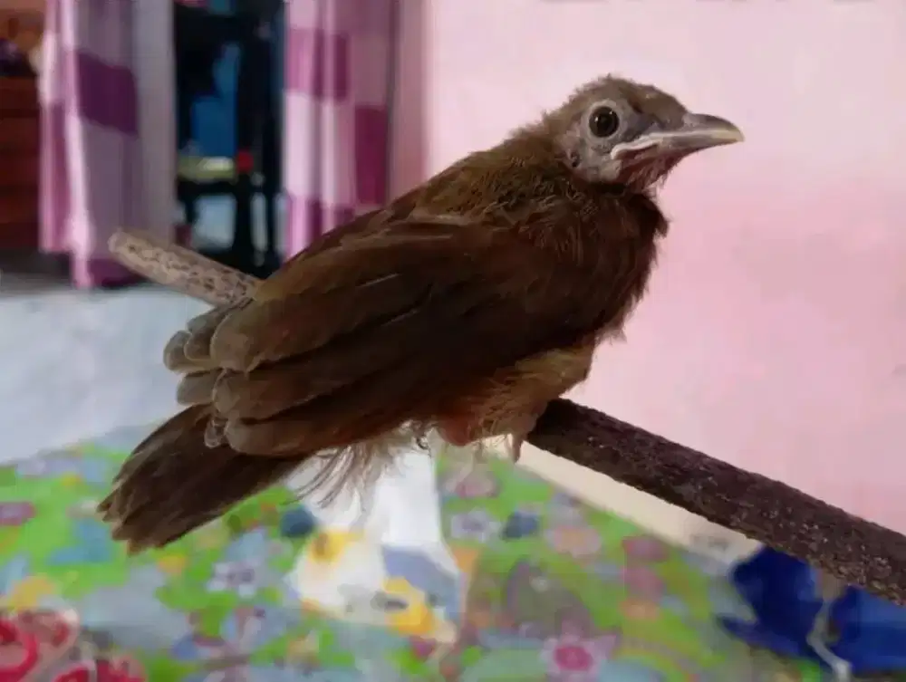 Lolohan cucak jenggot jawa