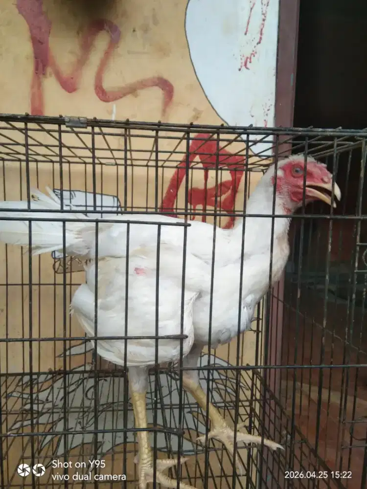 Bangkok klasik putih polos