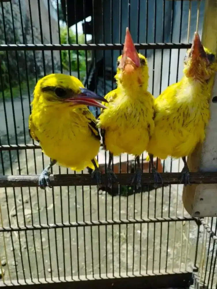 Lolohan kepodang lokal jawa 1sarang