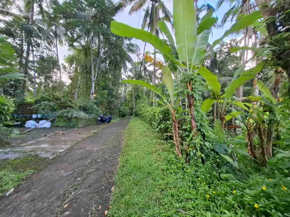 Lahan Langka 430 meter global 320 juta desa Dalang tabanan SHM