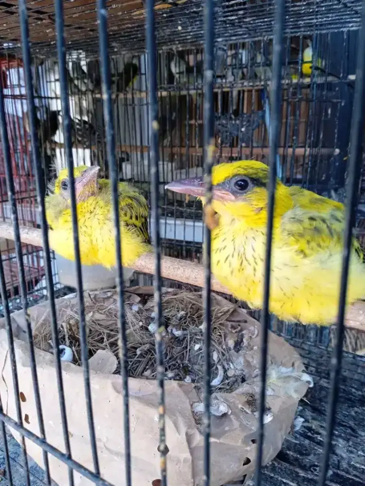 Lolohan kepodang mas bali