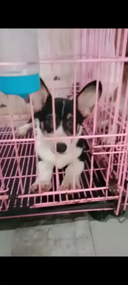 Corgi jantan stb vaksin