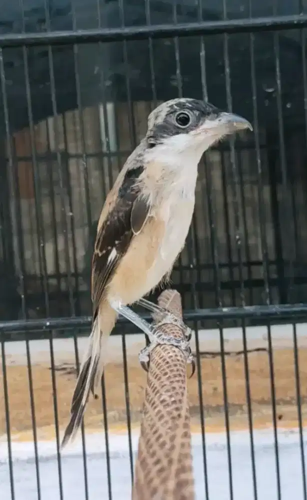 Trotol dan lolohan cendet ori madura calon blangkon