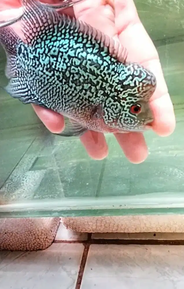 Louhan cencu full mutiara