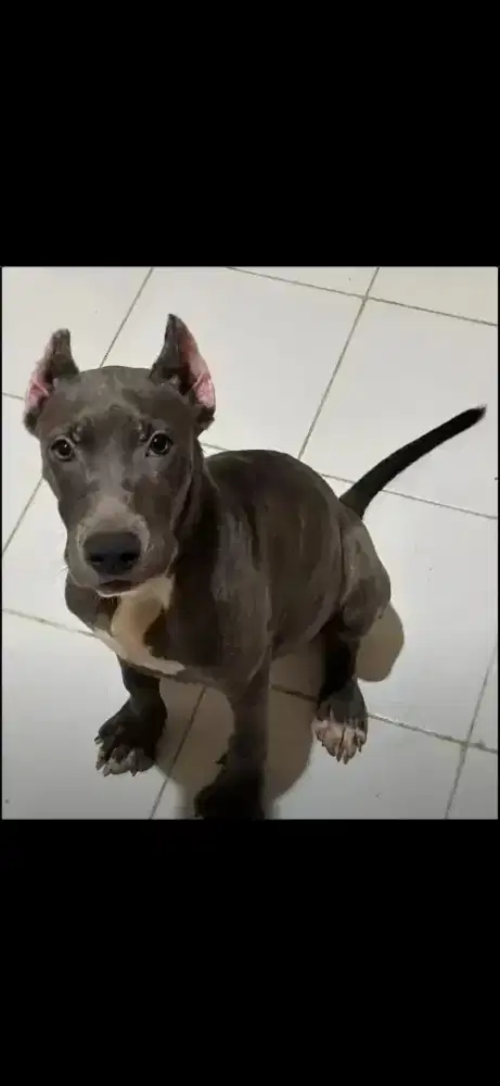 Dijual anjing pitbull jtn,kupir,kebiri...