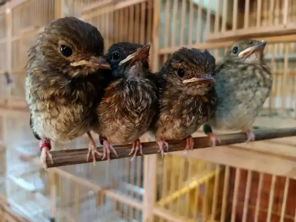 Lolohan es er de ce bali garansi jantan