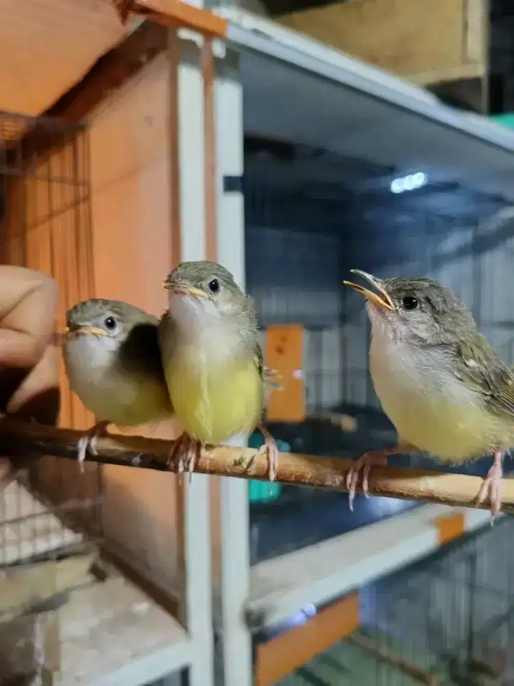 Anakan ciblek semi 1 sarang belajar mandiri