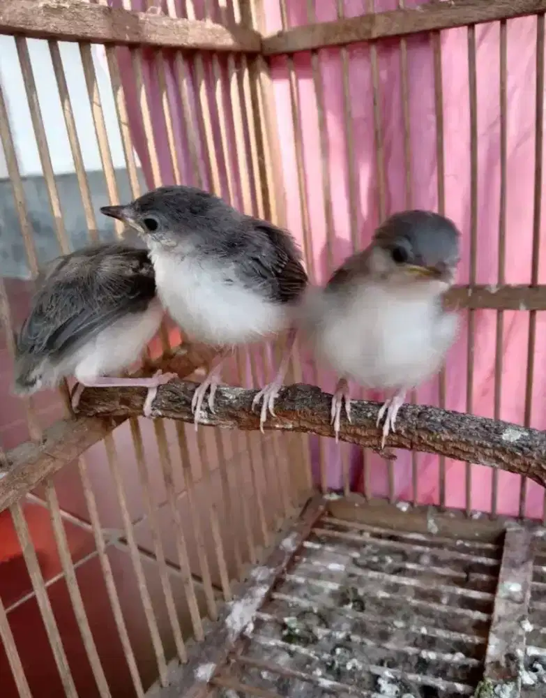 Anakan ciblek cristal belajar mandiri