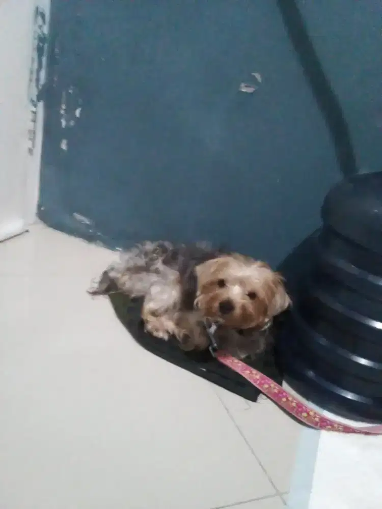 Anjing Yhorskie Jantan