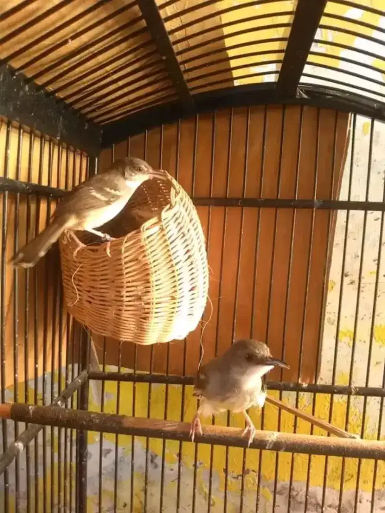 Sepasang ciblek cristal produksi