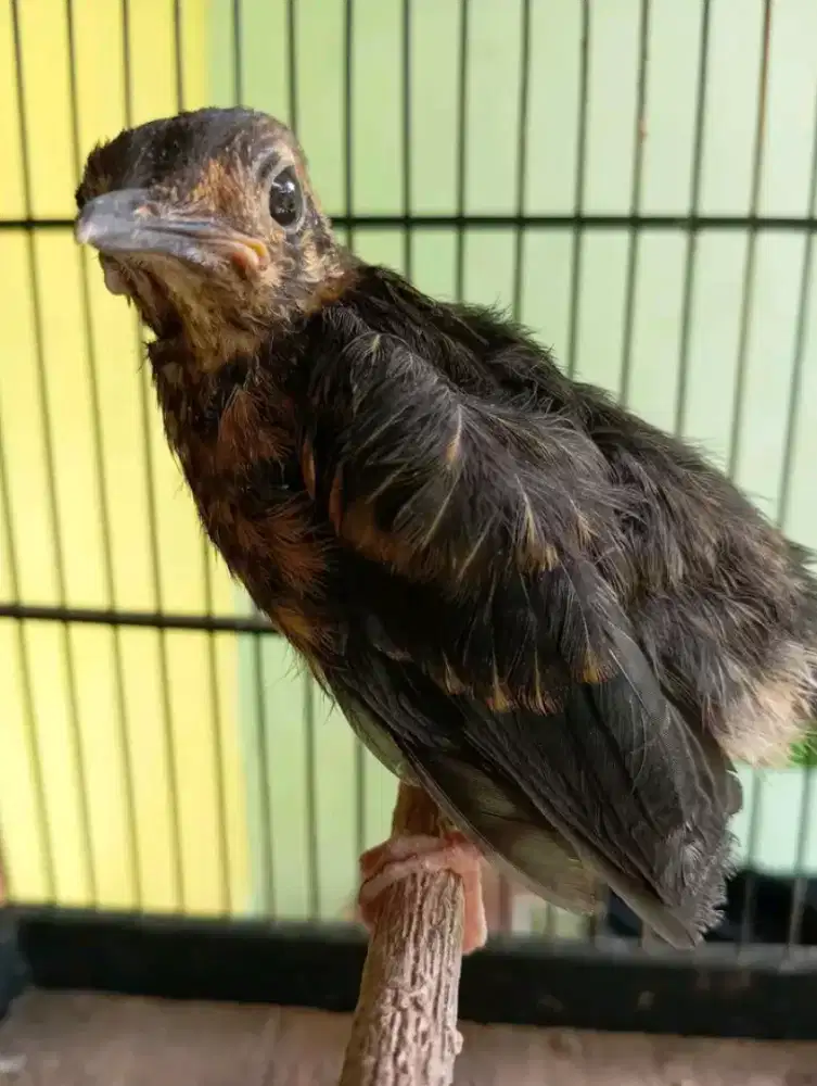 Anakan anis merah sumedang garansi jantan mandiri