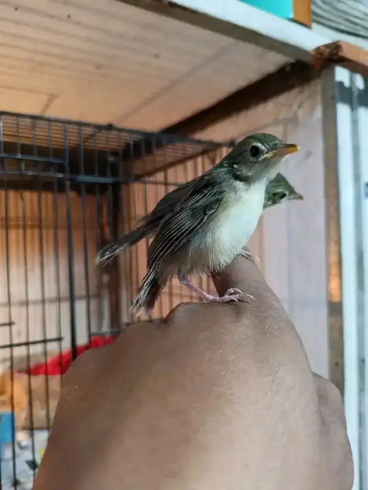 Lolohan ciblek gunung jantan 2 ekor