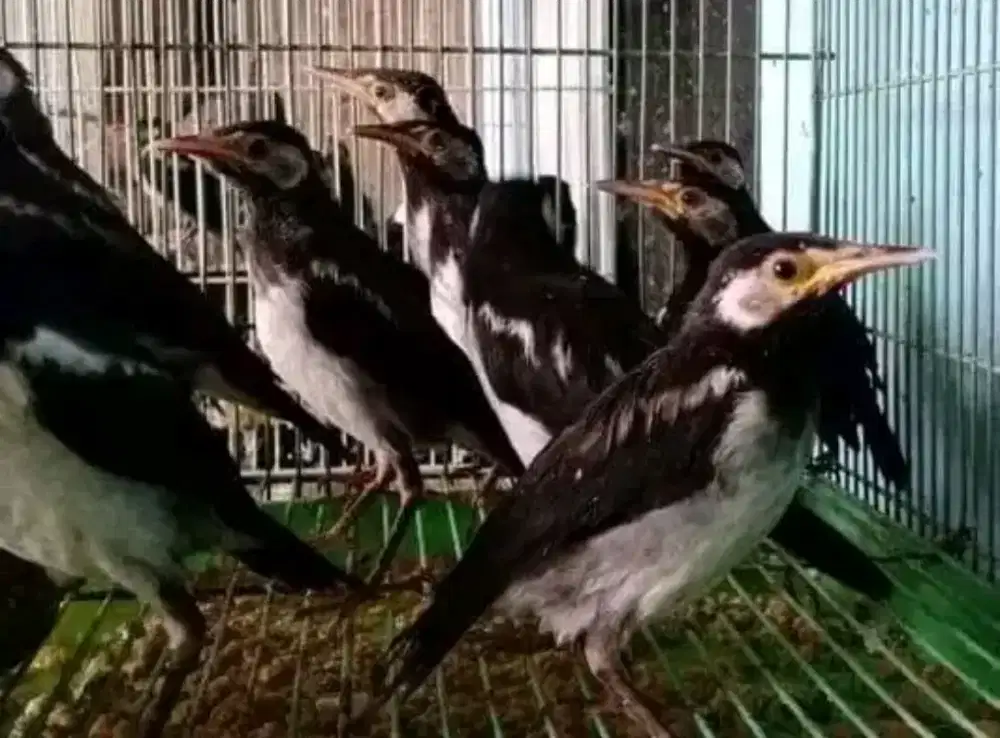 Anakan jalak suren jawa mandirian