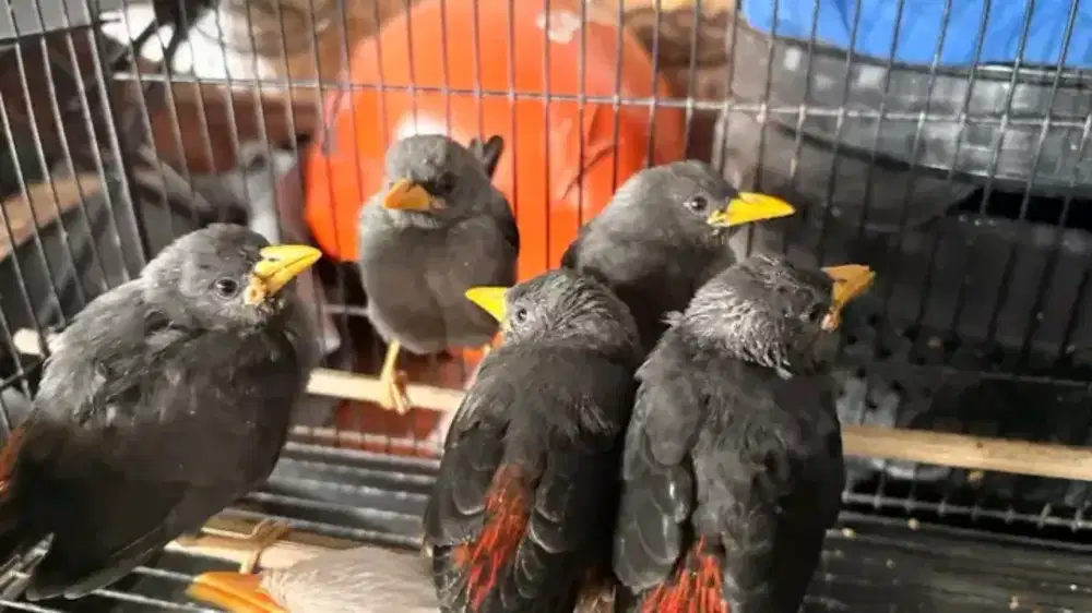 Anakan jalak rio rio mandirian