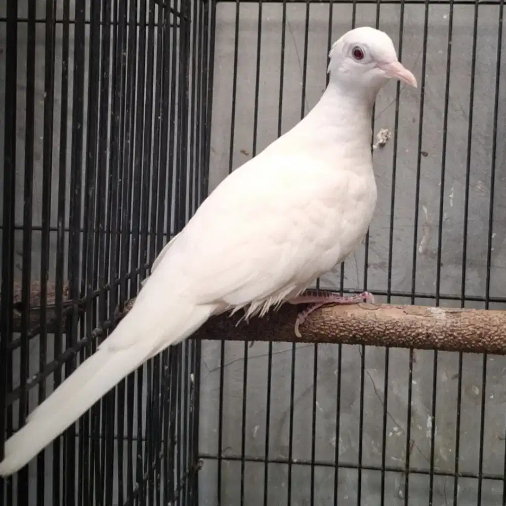 Perkutut Putih Kapas Dewasa.