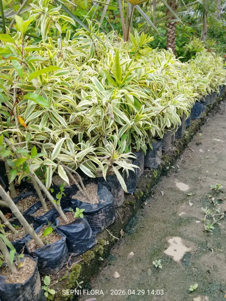 Tanaman Song Of india