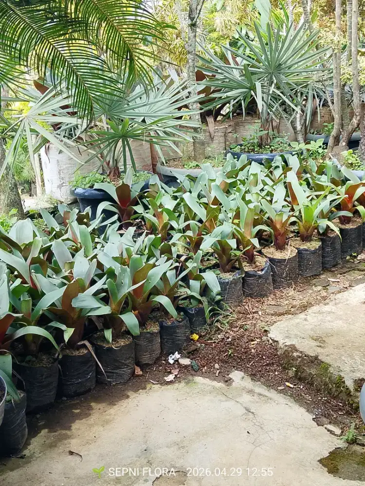 Tanaman Bromelia Gaint