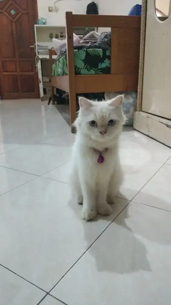 Kucing Persia blue eyes