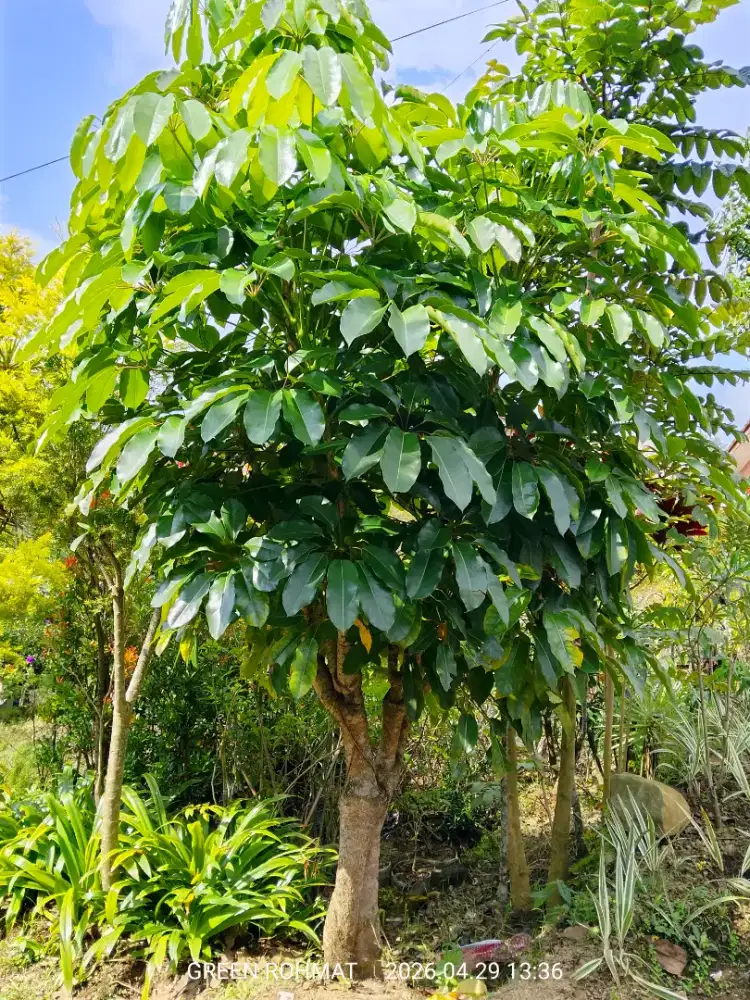 Tanaman Walisongo Daun besar