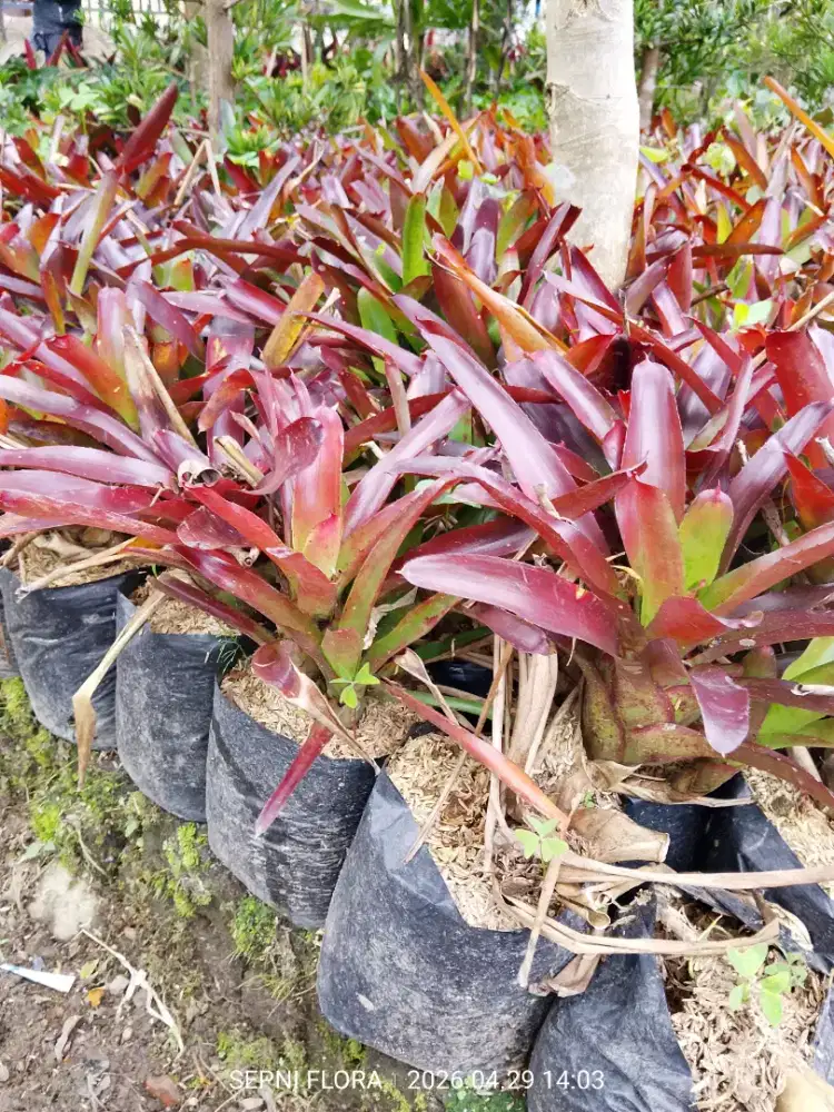 Tanaman Bromelia mini