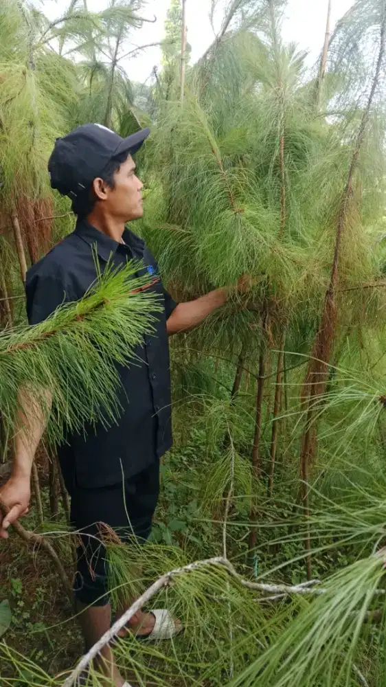 Tanaman Cemara Pinus