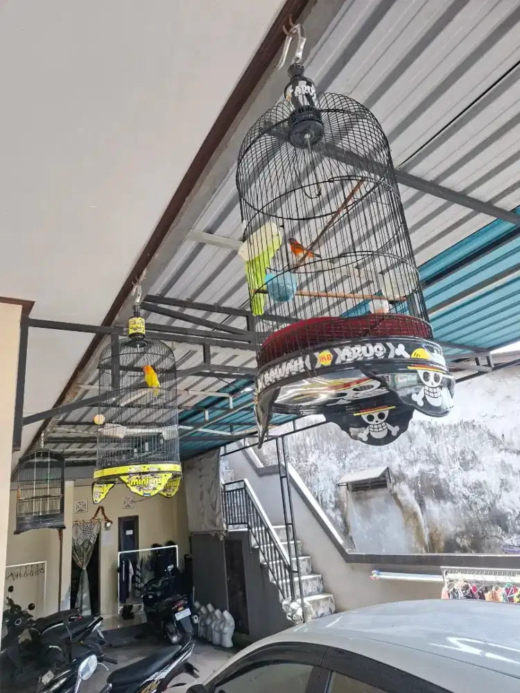 Jual red siskin klasik masih muda gacor