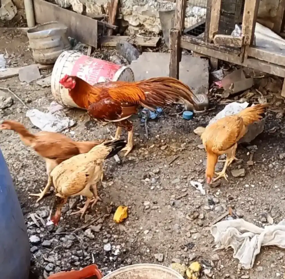 ayam ekor lidi.indukan