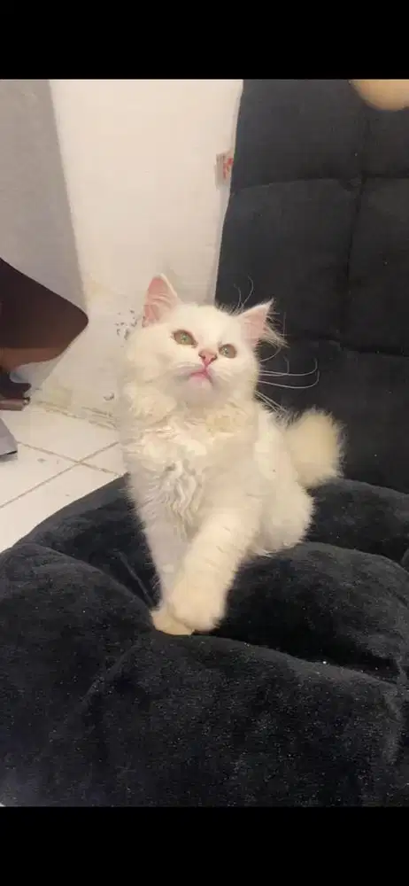 Kucing persia 3 bulan betina