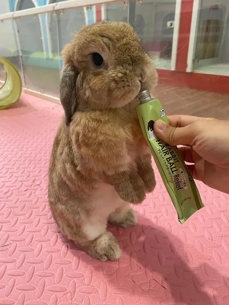 LOWONGAN KERJA – STAFF PETSHOP