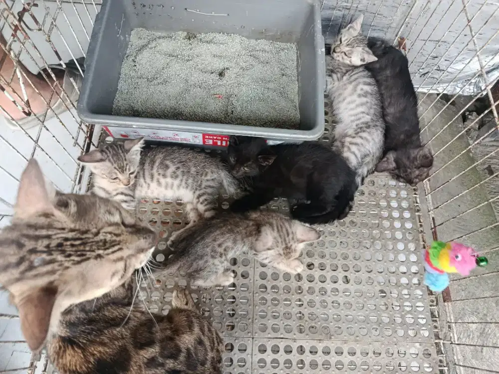 Anakan kucing belang ( silver ,mekanistic )