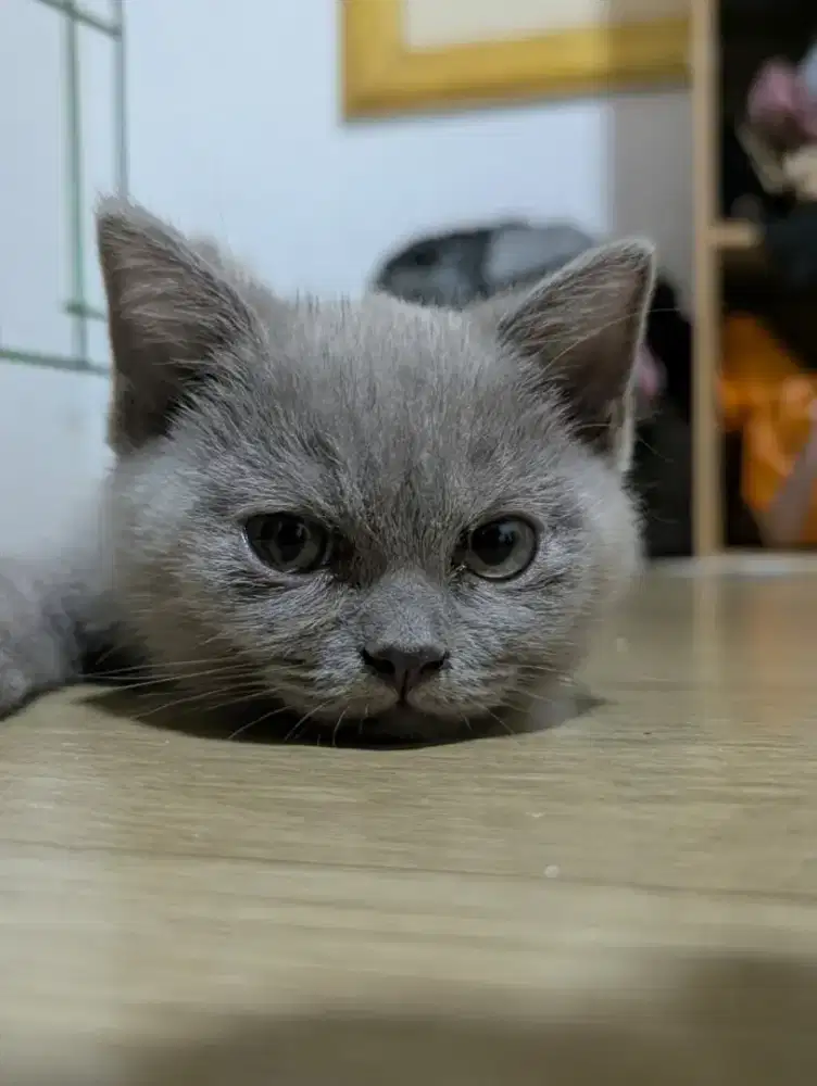 Kucing BSH female deltasari waru