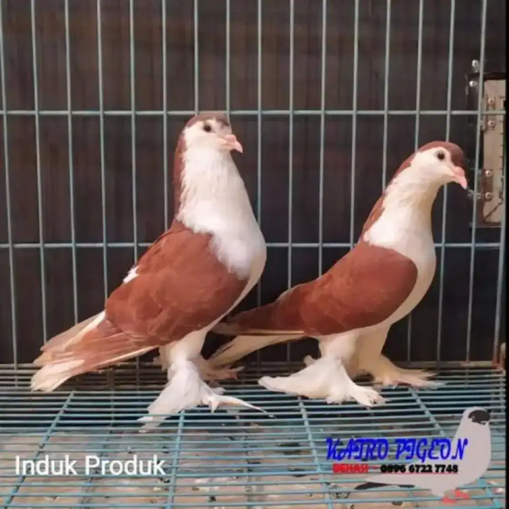 Burung Merpati Hias LAHOREE SEPASANG JANTNA DSN BETINA.