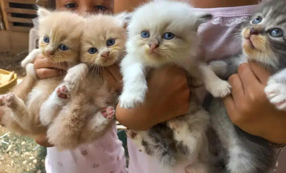 Open Adopt Kucing Kitten