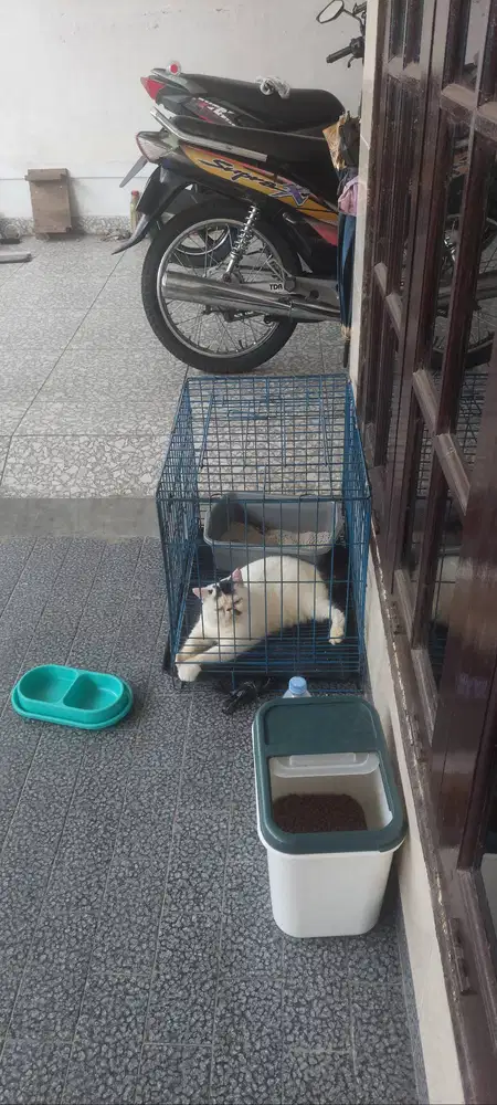 Kucing persia betina