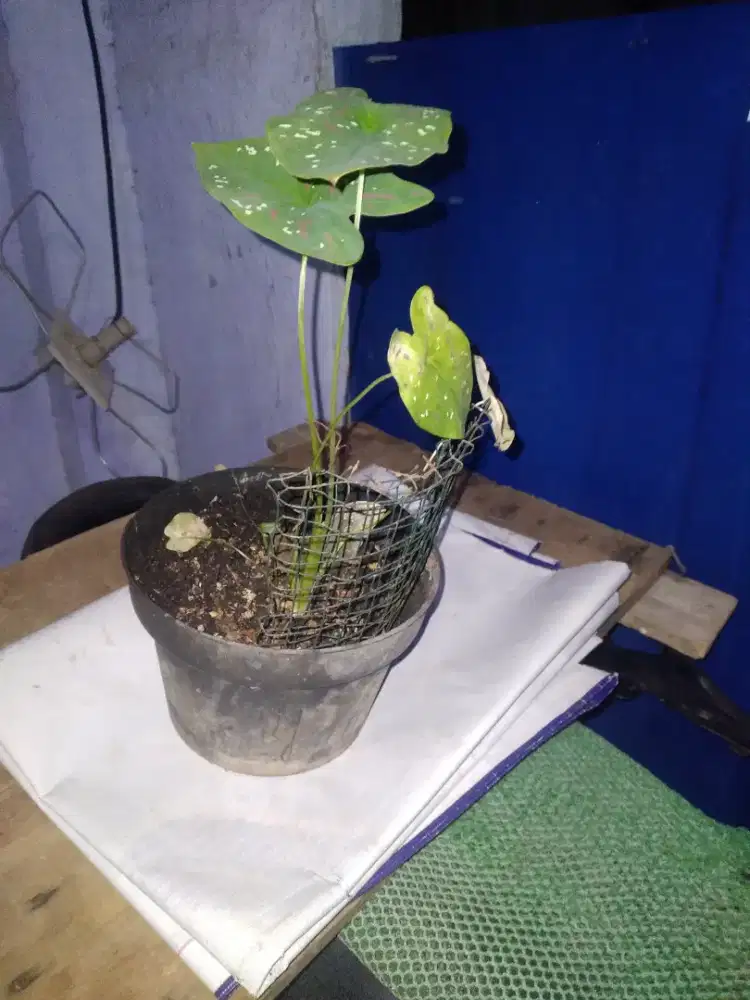 Caladium bicolor - keladi 3 Warna
