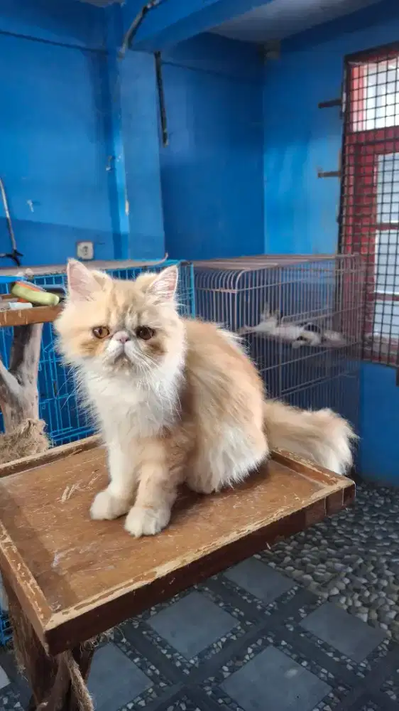 Kucing peaknose jantan