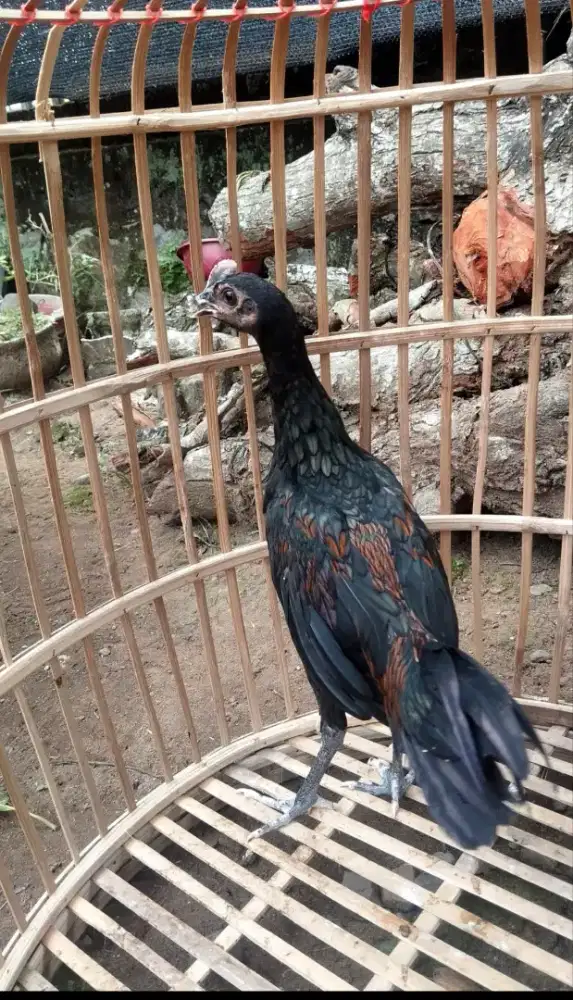 Ayam Bekisar Hitam metakik