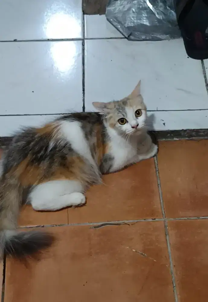 Kucing Persia Belang 3
