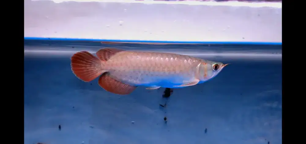 Ikan Hias Arowana Super Red Arwana Merah