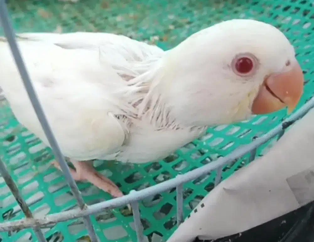 Lovebird pale fallow lolohan love bird