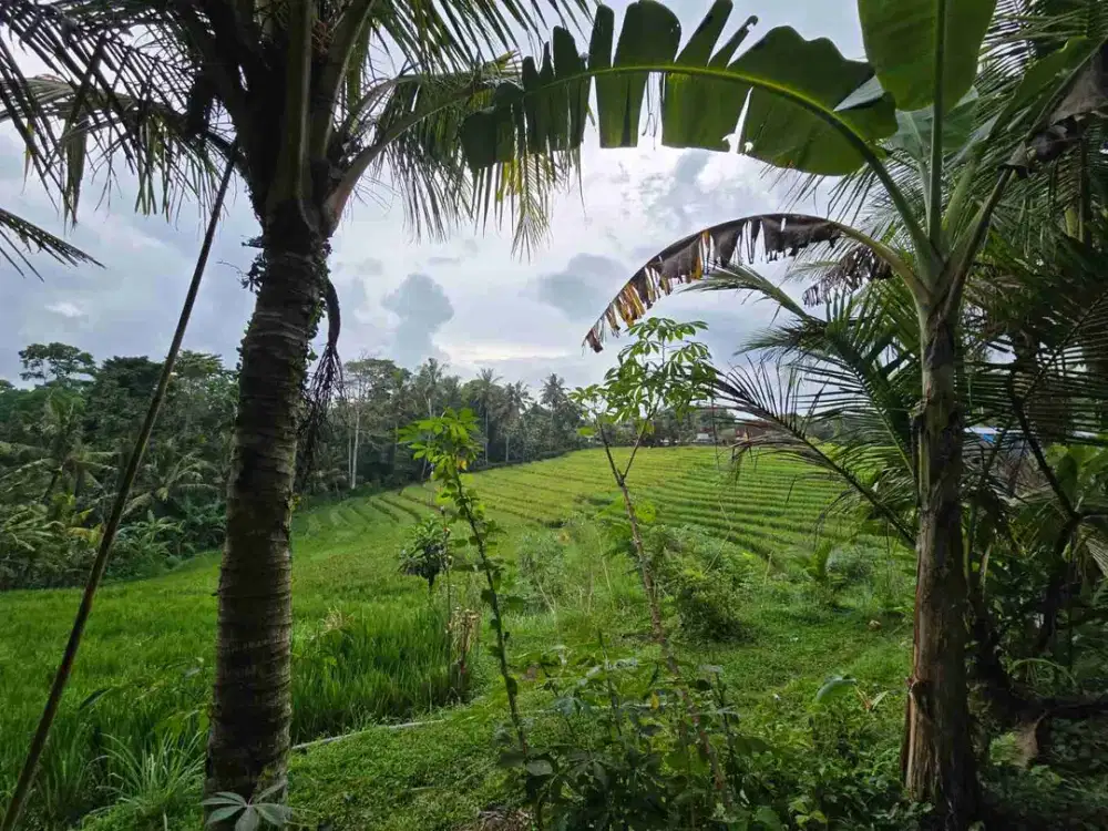 tanah zona kuning view sawah luasan kecil