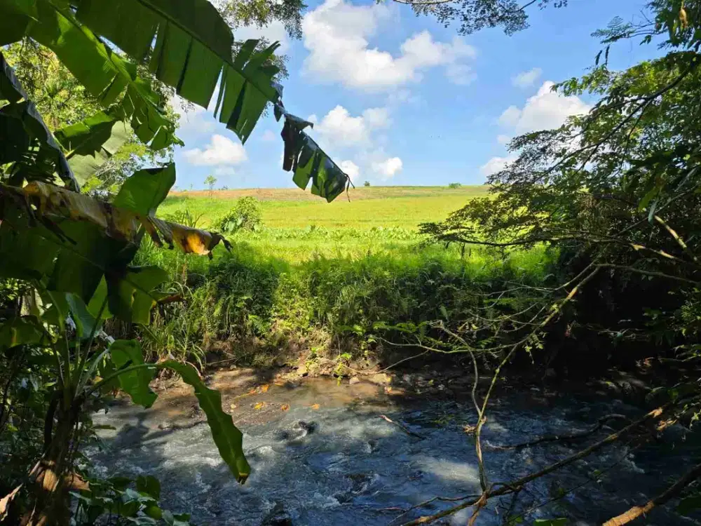 tanah zona kuning los sungai jernih dan view sawah terasering